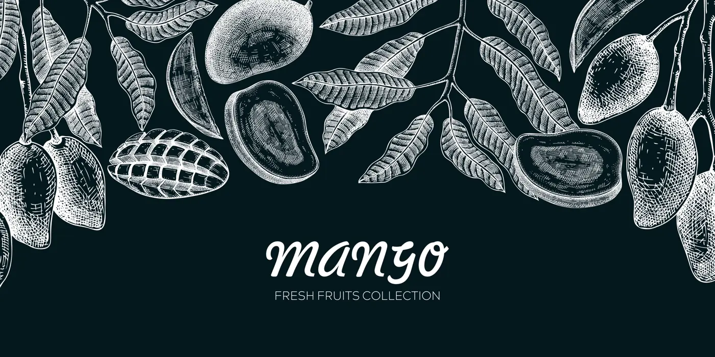 Mango banner on chalkboard. Exotic fruit hand-drawn vector illustration. Mango fruit, tree branches, leaves sketches on chalkboard. Vintage frame, juice packaging. Healthy food background Illustration